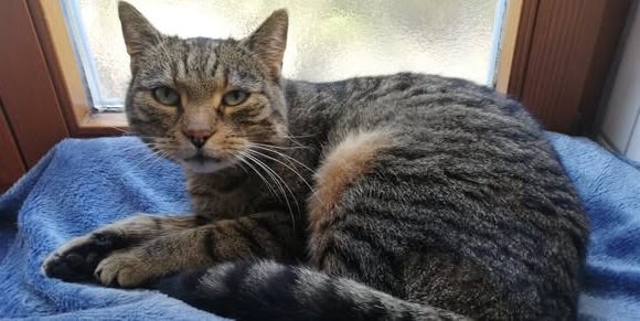 Tierarztbesuch mit Dagi, Malaika und Florea