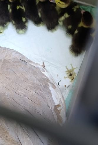 Willkommen auf dem Stefanshof, Entlein