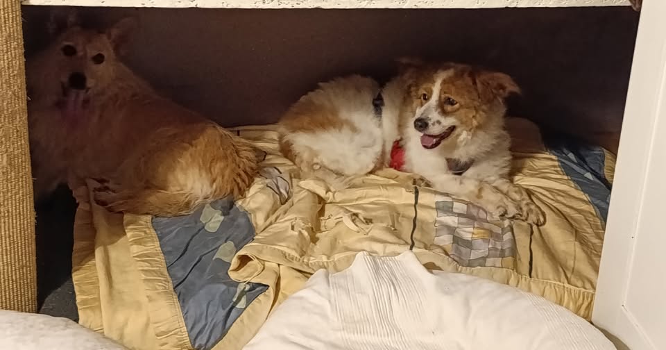 Abschied von Fluffy Abschied von Fluffy