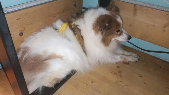 Fluffy und Samira Fluffy und Samira