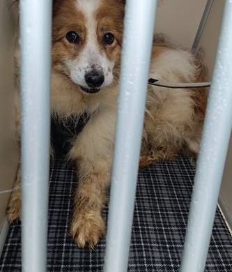 Herzlich willkommen auf dem Stefanshof, Fluffy und Samira