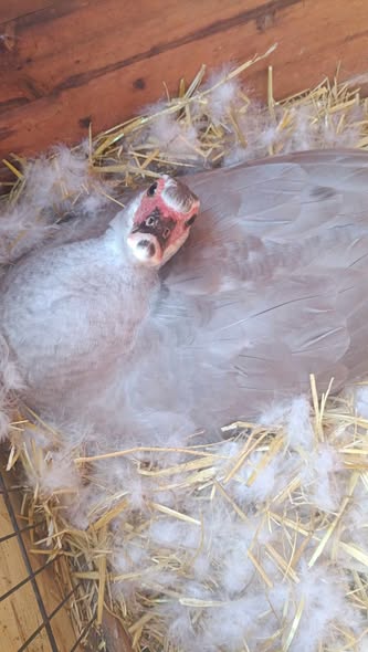 Abschied von Frieda Abschied von Frieda