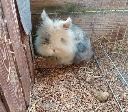 Willkommen auf dem Stefanshof, Fussel