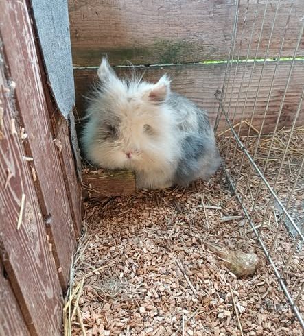 Willkommen auf dem Stefanshof, Fussel