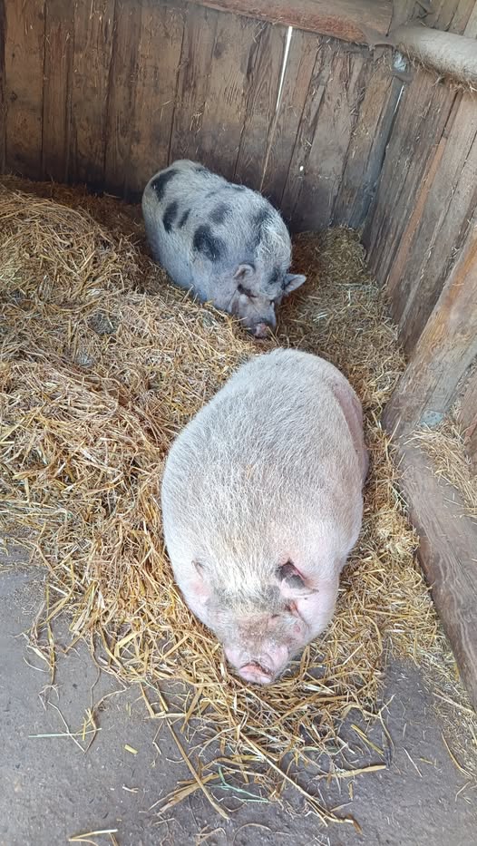 Abschied von Klops Abschied von Klops