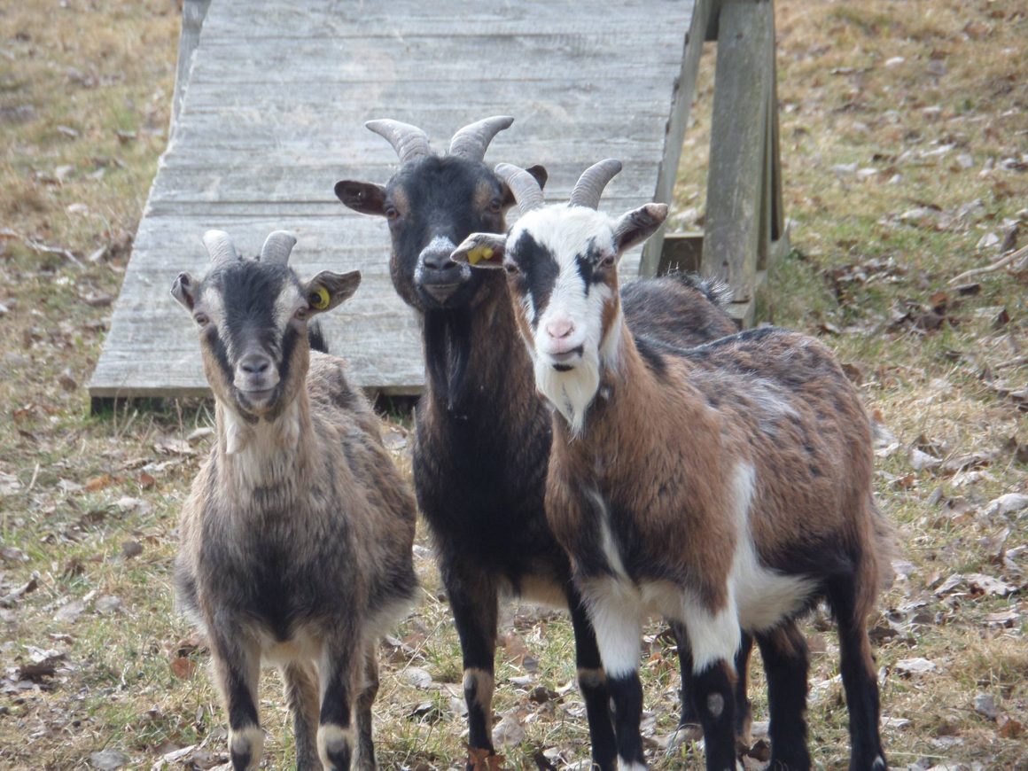 Abschied von Öhrchen Abschied von Öhrchen