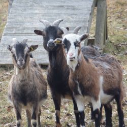 Abschied von Öhrchen