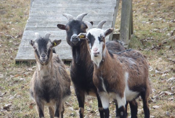Abschied von Öhrchen