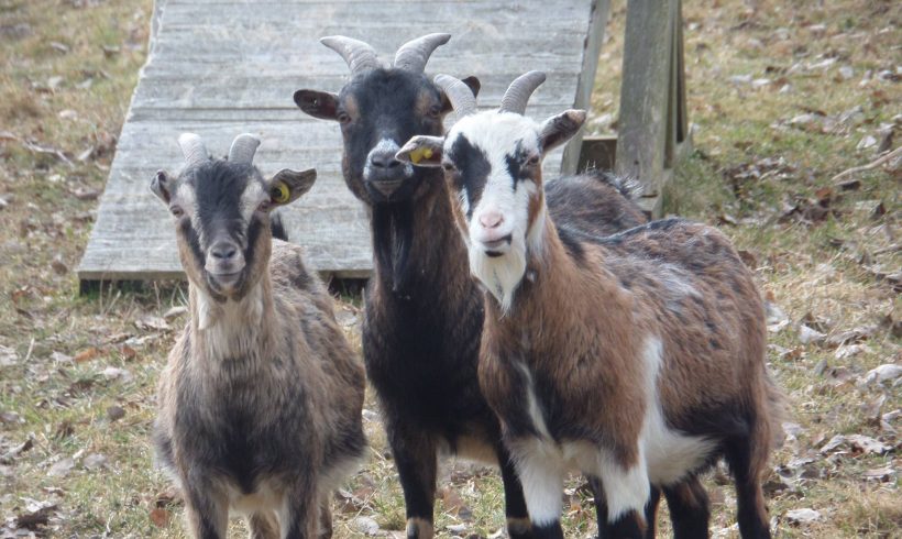Abschied von Öhrchen