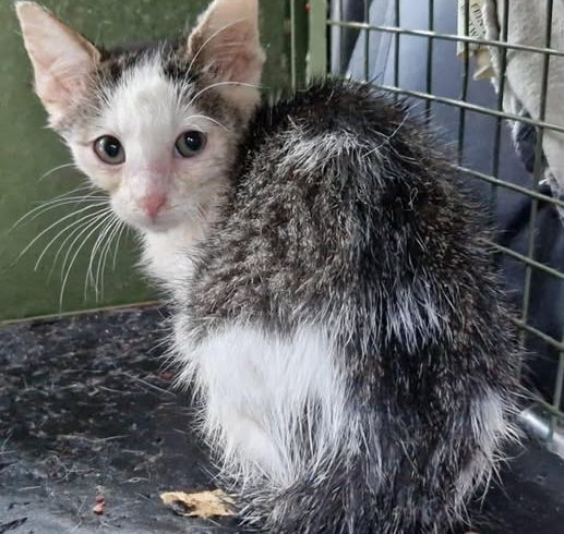 Herzlich Willkommen Pepita