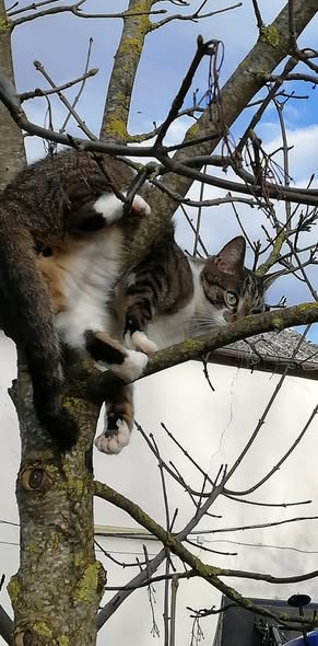 Abschied von Purzel Abschied von Purzel