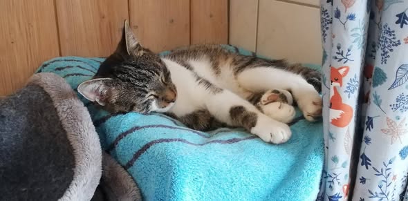 Sorgenkind Purzel Sorgenkind Purzel