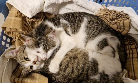 Herzlich willkommen, Tarzan und Jane