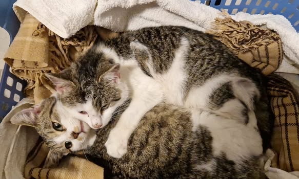 Herzlich willkommen, Tarzan und Jane Herzlich willkommen, Tarzan und Jane