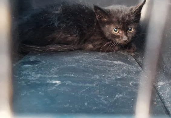 Willkommen auf dem Stefanshof Maxi