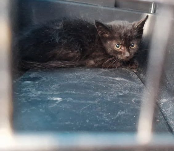 Willkommen auf dem Stefanshof Maxi