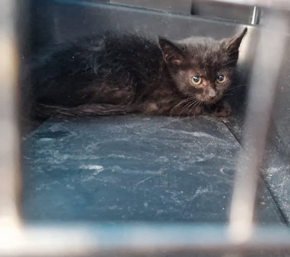 Willkommen auf dem Stefanshof Maxi Willkommen auf dem Stefanshof Maxi