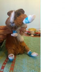 Update zum Gesundheitszustand von Steve und Ronja