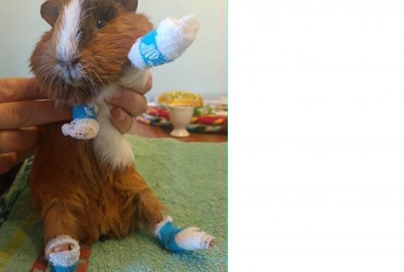 Update zum Gesundheitszustand von Steve und Ronja
